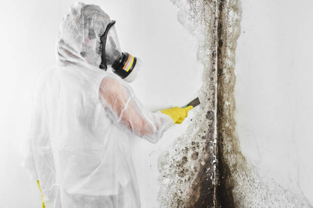 Best Mold Testing  in Zephyrhills South, FL