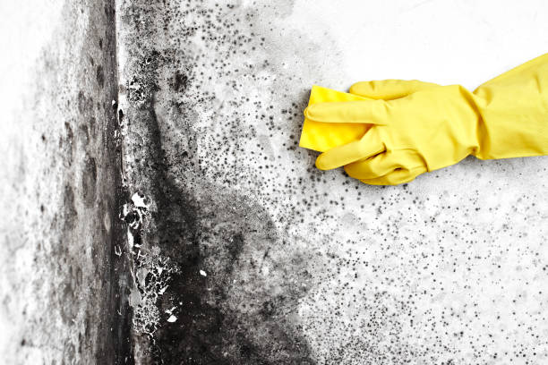 Home Mold Removal in Zephyrhills South, FL