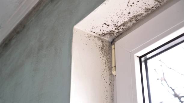 Best Mold Remediation  in Zephyrhills South, FL