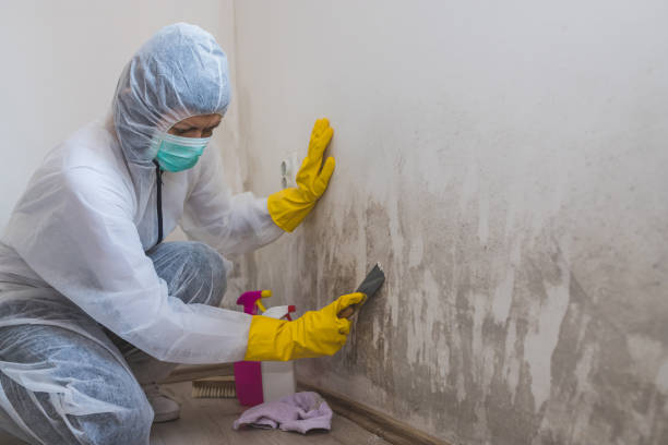 Professional Mold Removal in Zephyrhills South, FL