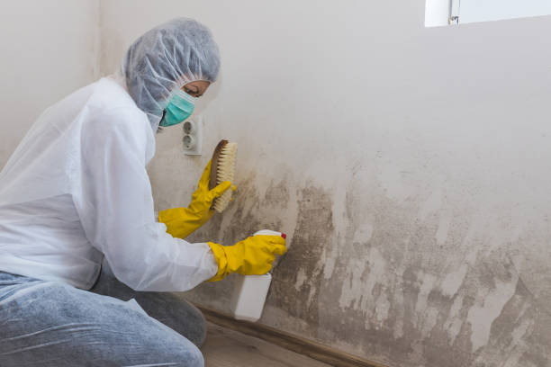 Best Home Mold Removal  in Zephyrhills South, FL