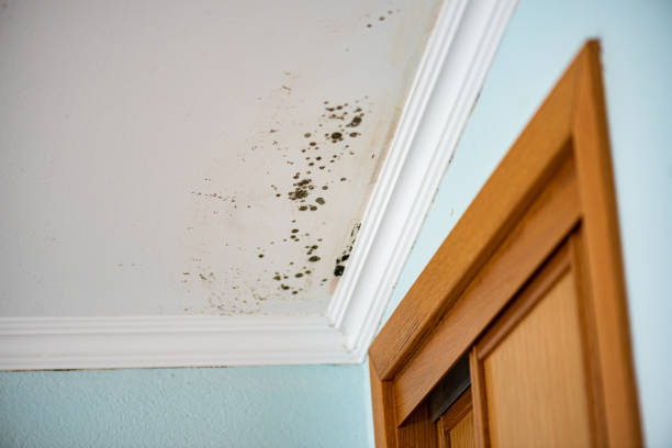 Best Residential Mold Removal  in Zephyrhills South, FL