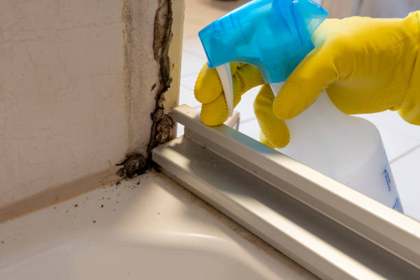 Best Black Mold Removal  in Zephyrhills South, FL