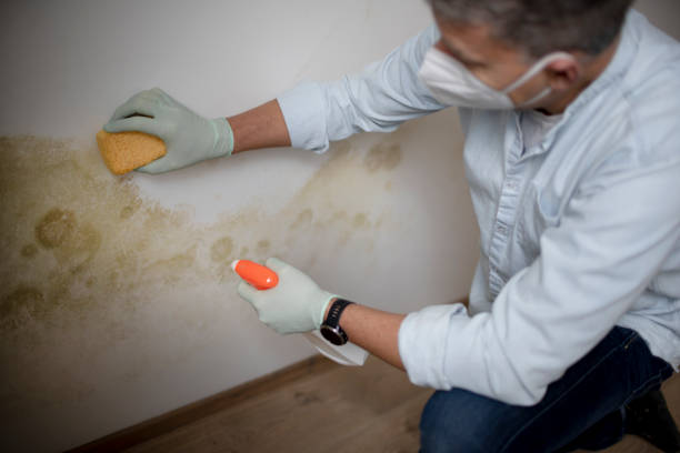 Best Local Mold Removal Service  in Zephyrhills South, FL