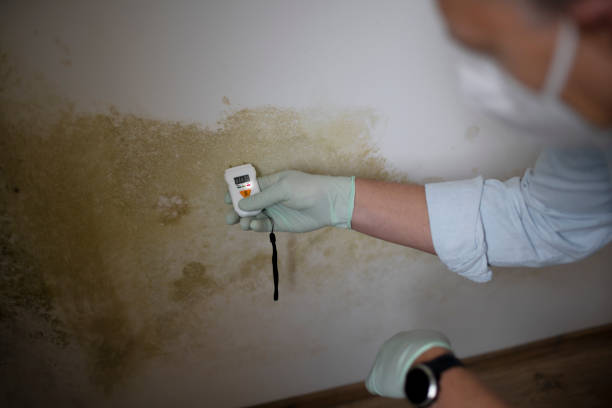 Best Commercial Mold Removal  in Zephyrhills South, FL