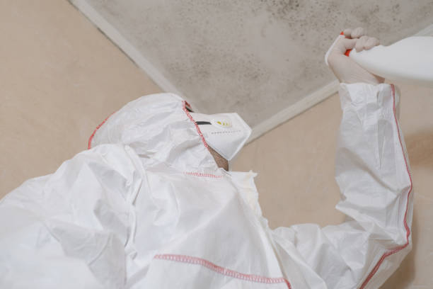 Best Black Mold Removal  in Zephyrhills South, FL