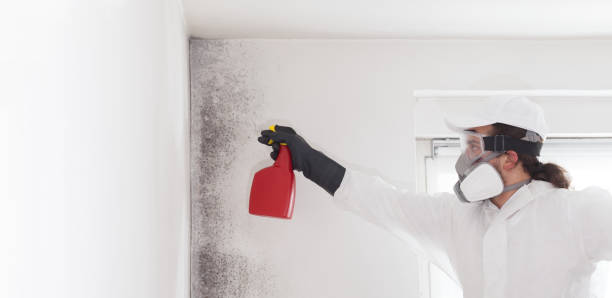 Best Commercial Mold Removal  in Zephyrhills South, FL