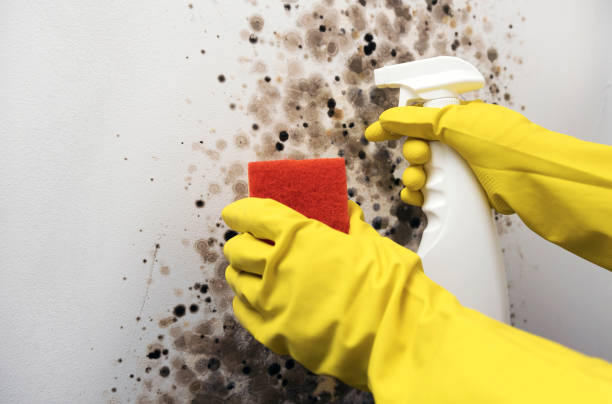 Best Residential Mold Removal  in Zephyrhills South, FL