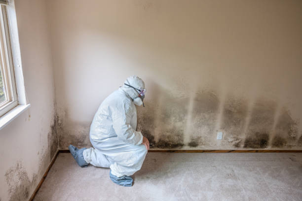 Best Mold Remediation Experts  in Zephyrhills South, FL