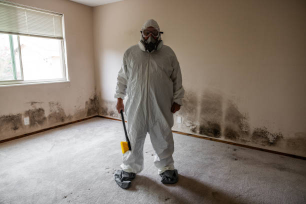 Best Mold Removal Company Near Me  in Zephyrhills South, FL