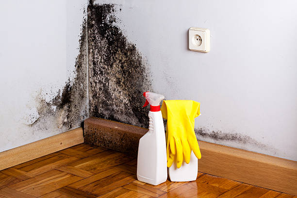 Best Mold Damage Repair  in Zephyrhills South, FL