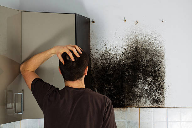 Best Mold Testing  in Zephyrhills South, FL