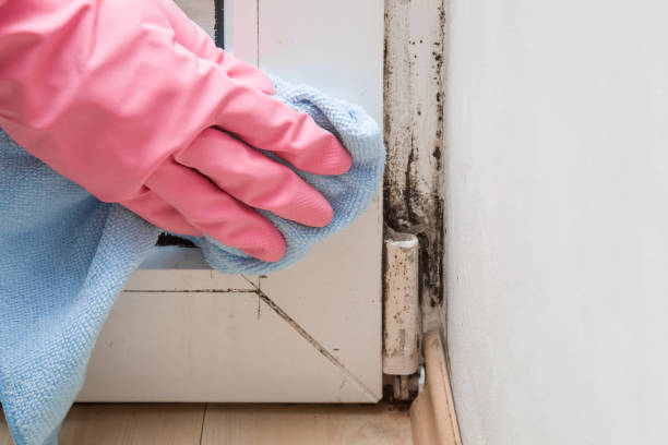 Best Best Mold Removal Companies  in Zephyrhills South, FL